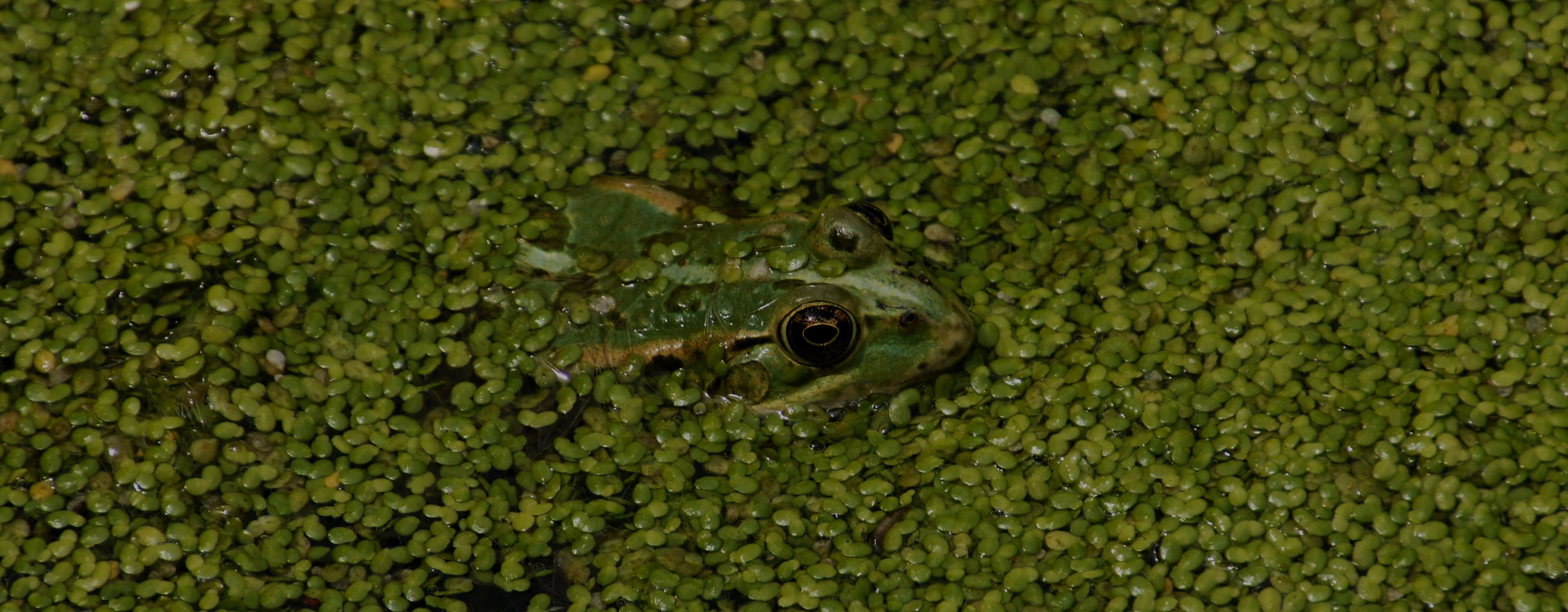 Mala zelená žabka (www.pixabay.com)