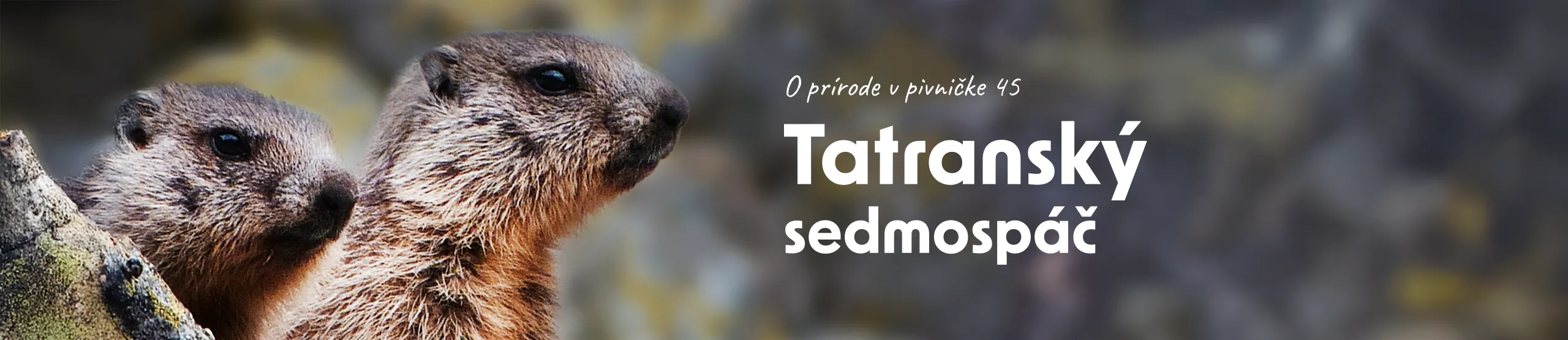 O prírode v pivničke 45 | Tatranský sedmospáč